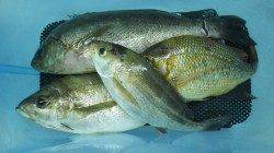 夜釣りでの釣果〜日置のカゴ釣りでイサギ・フエフキ