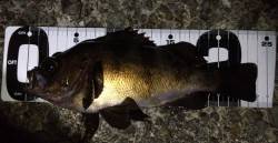 泉南梅雨メバル　まだまだいけます！