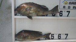 伊古木の地磯にてフカセ釣りでコロダイの釣果