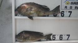 伊古木の地磯にてフカセ釣りでコロダイの釣果…