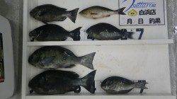 市江でのフカセ釣りでグレ40センチオーバーをキャッチ♪