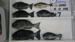 市江でのフカセ釣りでグレ40センチオーバー…