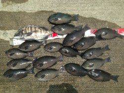 夢洲スリット　フカセ釣りでグレ＆チヌ☆