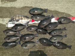 夢洲スリット　フカセ釣りでグレ＆チヌ☆