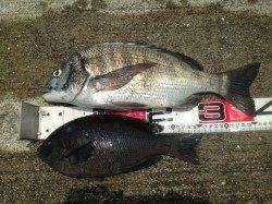 夢洲スリット　フカセ釣りでグレ＆チヌ☆