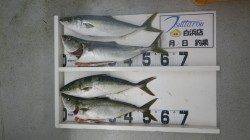 白浜にてトップでメジロ４本！ ハリ伸びました〜