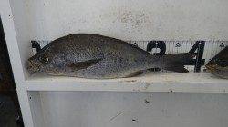 みなべ町　目津崎カンス地磯にて良型イサキ！