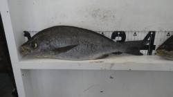 みなべ町　目津崎カンス地磯にて良型イサキ！…