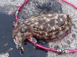 小浜エリアでエギング〜ボトム付近をずり引きでコウイカ