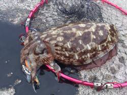 小浜エリアでエギング〜ボトム付近をずり引き…