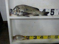 みなべ漁港にてフカセ釣り〜チヌとチャリコの釣果