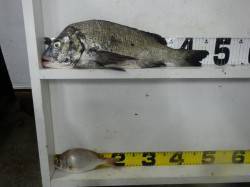 みなべ漁港にてフカセ釣り〜チヌとチャリコの…