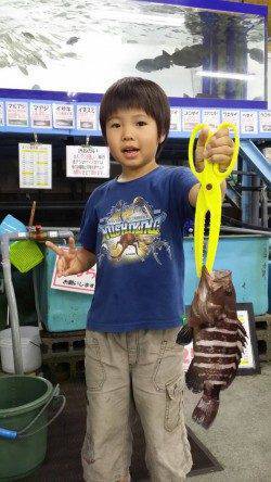 芳養漁港　ブラクリでマハタ25cm！