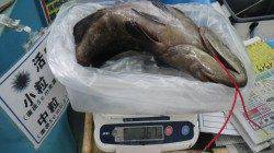 すさみの地磯で3.67kgの大物クエ♪♪