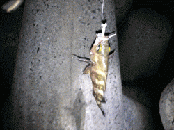 飾磨～広畑　メバリングでメバル狙いは今年一番の数釣り