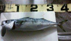 アジュール舞子　赤キビナゴをエサにマサバ狙い