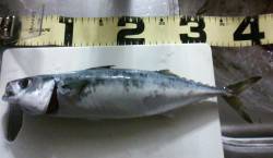 アジュール舞子　赤キビナゴをエサにマサバ狙…