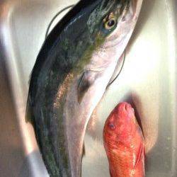 日置川河口、ミノーのただ巻きでメジロ&オジサン