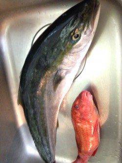 日置川河口、ミノーのただ巻きでメジロ&オジサン