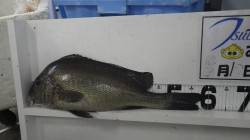 印南の漁港　フカセでコロダイがヒット