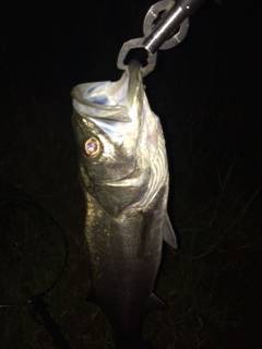 淀川河口周辺でチヌ狙い・・・釣果はシーバス…