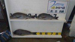 みなべ町　目津崎カンス地磯にて良型イサキ！