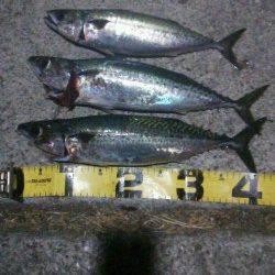 アジュール舞子のサバ狙い〜沖にはしった時にアワセてゲット