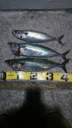 アジュール舞子のサバ狙い〜沖にはしった時にアワセてゲット