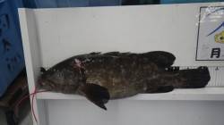 すさみの地磯で3.67kgの大物クエ♪♪