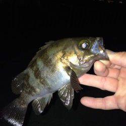 大蔵海岸メバリング、20cmオーバーが入れ食いでした♪