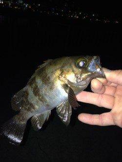 大蔵海岸メバリング、20cmオーバーが入れ食いでした♪