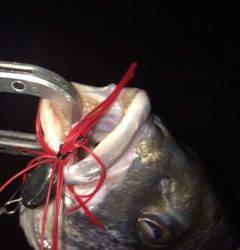 舞洲でのチニング1時間勝負〜キビレをゲット！