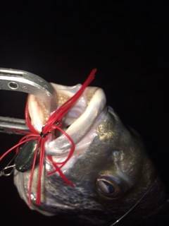 舞洲でのチニング1時間勝負〜キビレをゲット！