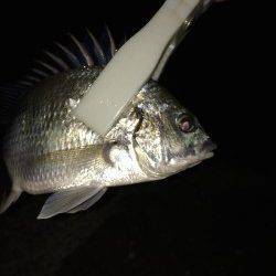 岸和田にてシーバス狙いから急遽キビレを狙って3尾ゲット