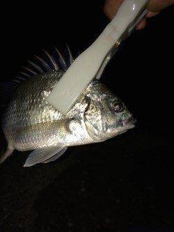 岸和田にてシーバス狙いから急遽キビレを狙って3尾ゲット