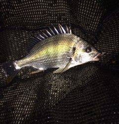 岸和田周辺 ライトタックルでシーバスと10分格闘の末ネットイン