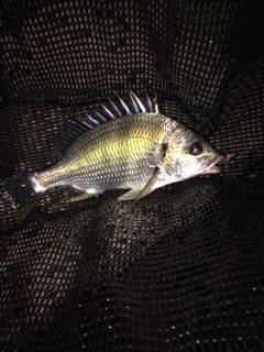 岸和田周辺 ライトタックルでシーバスと10分格闘の末ネットイン