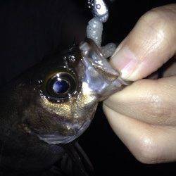 田尻漁港メバリング〜小さいあたりが多発で楽しめました