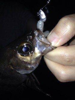 田尻漁港メバリング〜小さいあたりが多発で楽しめました