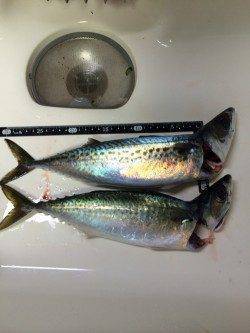 アジュール舞子　キビナゴをエサに投げ釣りでサバ狙い
