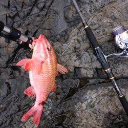 日置川河口、ミノーのただ巻きでメジロ&オジサン