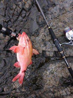 日置川河口、ミノーのただ巻きでメジロ&オジサン