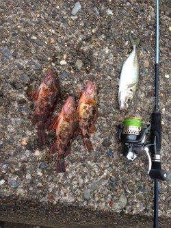 ガシラのからあげが食べたくなり、音海のイカダでガシリング