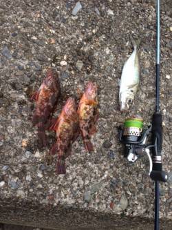 ガシラのからあげが食べたくなり、音海のイカ…