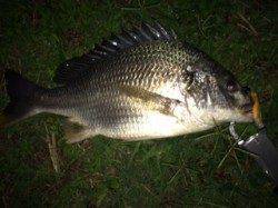 淀川河口周辺チニング〜キビレ42cmが釣れました