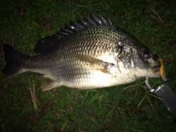 淀川河口周辺チニング〜キビレ42cmが釣れ…