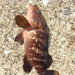 須磨　アコウ狙いの落とし込み釣行