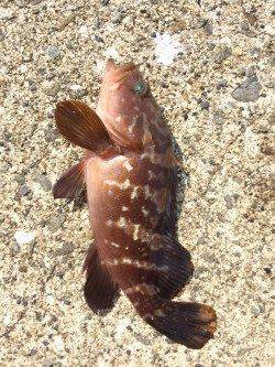 須磨　アコウ狙いの落とし込み釣行