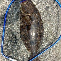 紀ノ川河口の沖堤防にてショアジギングで50cmオーバーのヒラメ