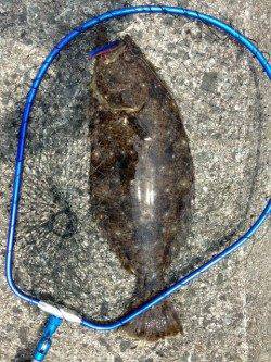 紀ノ川河口の沖堤防にてショアジギングで50cmオーバーのヒラメ